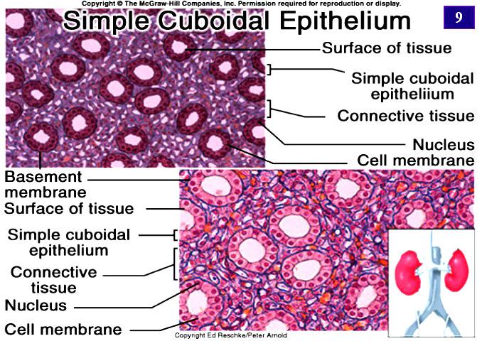 TYPES: SIMPLE SQUAMOUS SIMPLE CUBOIDAL SIMPLE COLUMNAR EPITHELIA: SURVEY of TYPES CLASSIFICATION of EPITHELIA SIMPLE epithelium: Little