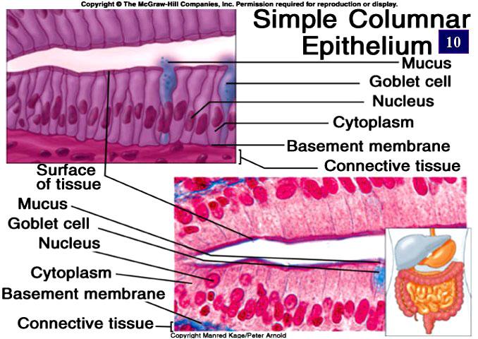 EPITHELIA: SURVEY of TYPES CLASSIFICATION of EPITHELIA SIMPLE