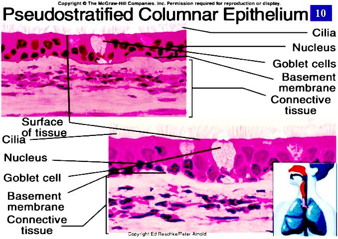 EPITHELIA: SURVEY of TYPES CLASSIFICATION of EPITHELIA SIMPLE epithelium: Little protection; other functions TYPES 21 MAY HAVE CILIA EXAMPLE: RESPIRATORY TRACT