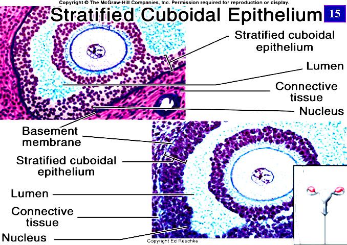 STRATIFIED CUBOIDAL EPITHELIUM 27 ALSO VERY RARE!