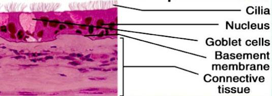 EPITHELIAL FEATURES 9 POLARITY BASAL surface: bottom - most layer of epithelial tissue is always attached to a
