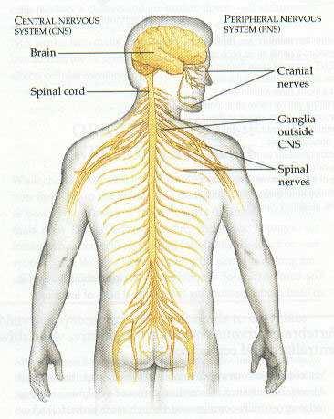 Human Nervous System 1. Two basic parts: a. CNS: brain & spinal cord. b. PNS: sensory and motor nerves 2.