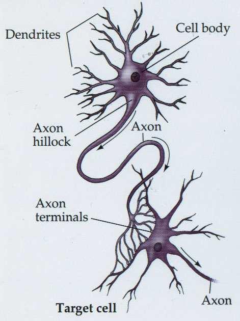 The Neurons 1. Non-myelinated a.