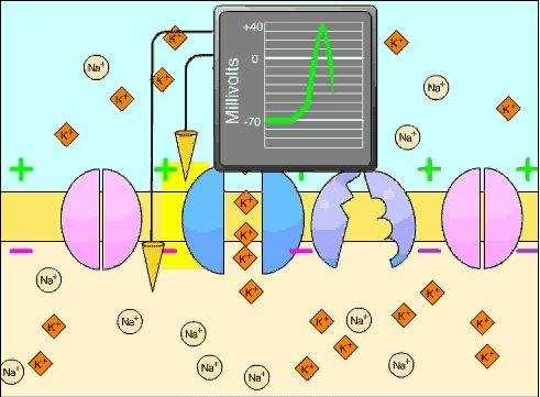 3. Repolarization Communication between Neurons Synapse the junction between neurons at which an
