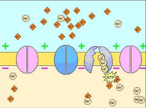 Stimulatory neurotransmitters alter a neuron s permeability to Na+ ions (cause action potential).