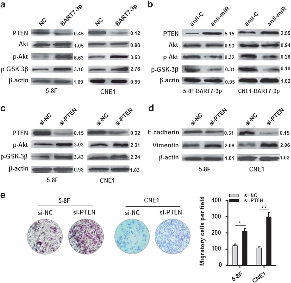 2160 Figures 4a and b, the introduction of EBV-miR-BART7-3p could enhance the activated phosphorylation of Akt-ser473 and the inhibitory phosphorylation of GSK-3β-ser9, whereas the silencing of