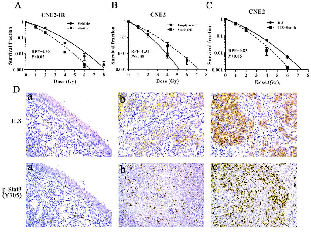 Figure 6: Stat3 signaling mediates mir-23a/il-8-regulated NPC cell radioresponse. A., a clonogenic survival assay shows that inhibition of Stat3 activity decreased CNE2-IR cell radioresistance.