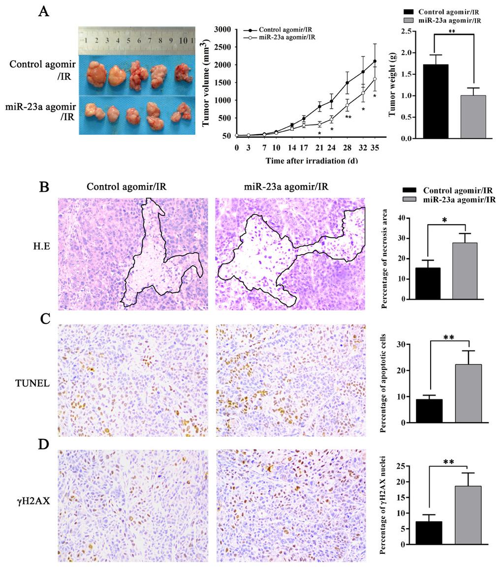 Figure 3: MiR-23a decreases NPC cell radioresistance in vivo. A., the growth and weight of control or mir-23a agomir-injected CNE2-IR xenograft tumors after irradiation.