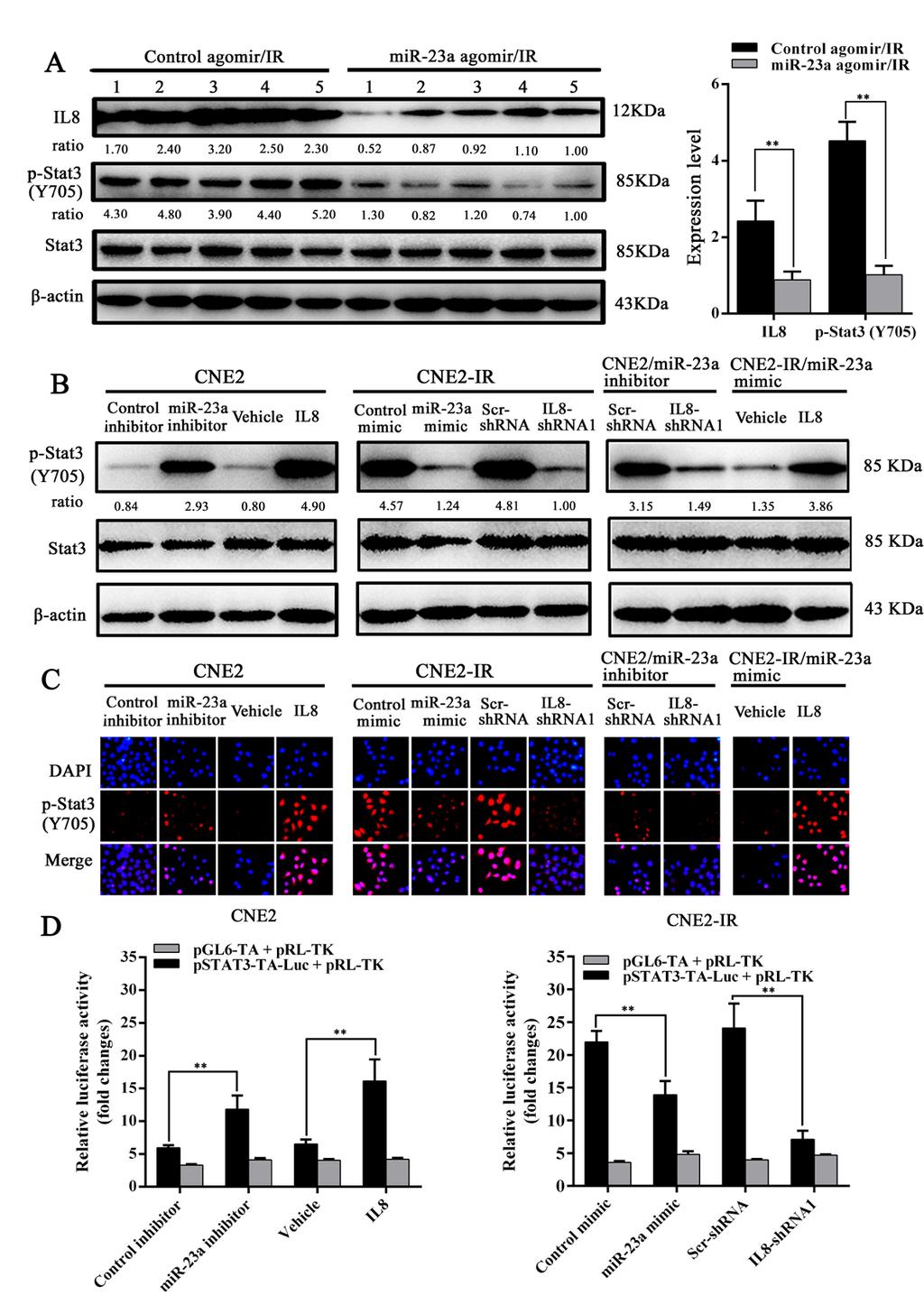 Figure 5: MiR-23a inhibits Stat3 activity by targeting IL-8 in NPC cells. A.