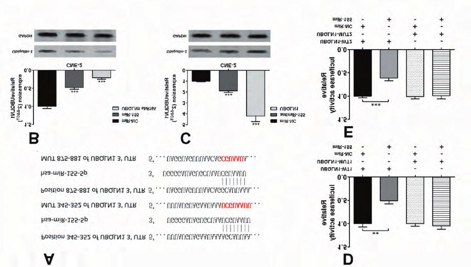 Epstein-Barr virus-encoded LMP1 increases mir-155 expression Figure 2. MiR-155 could directly target UBQLN1 3 UTR and decrease it expression.
