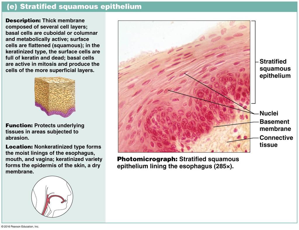 5. Stratified squamous epithelium many layers of flattened cells.