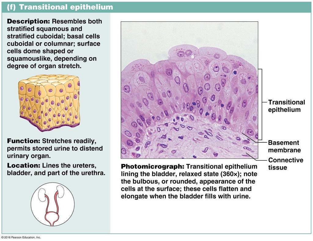 7. Transitional Epithelium many layers of cube shaped and elongated cells function: