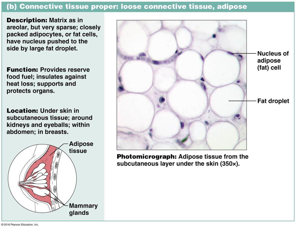 Adipose Tissue Modified from loose connective.