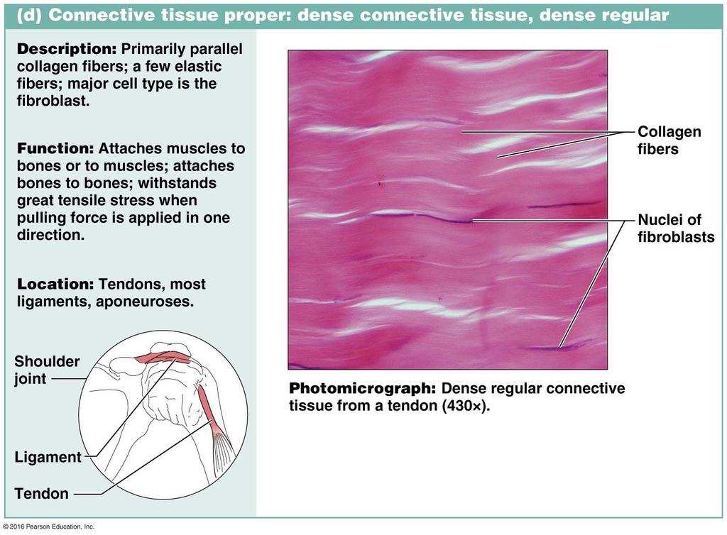 Dense Regular Connective Tissue Dense regular connective tissue: forms tendons,