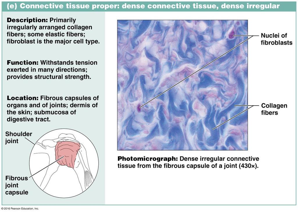 Dense irregular Connective tissue Arranged irregularly.