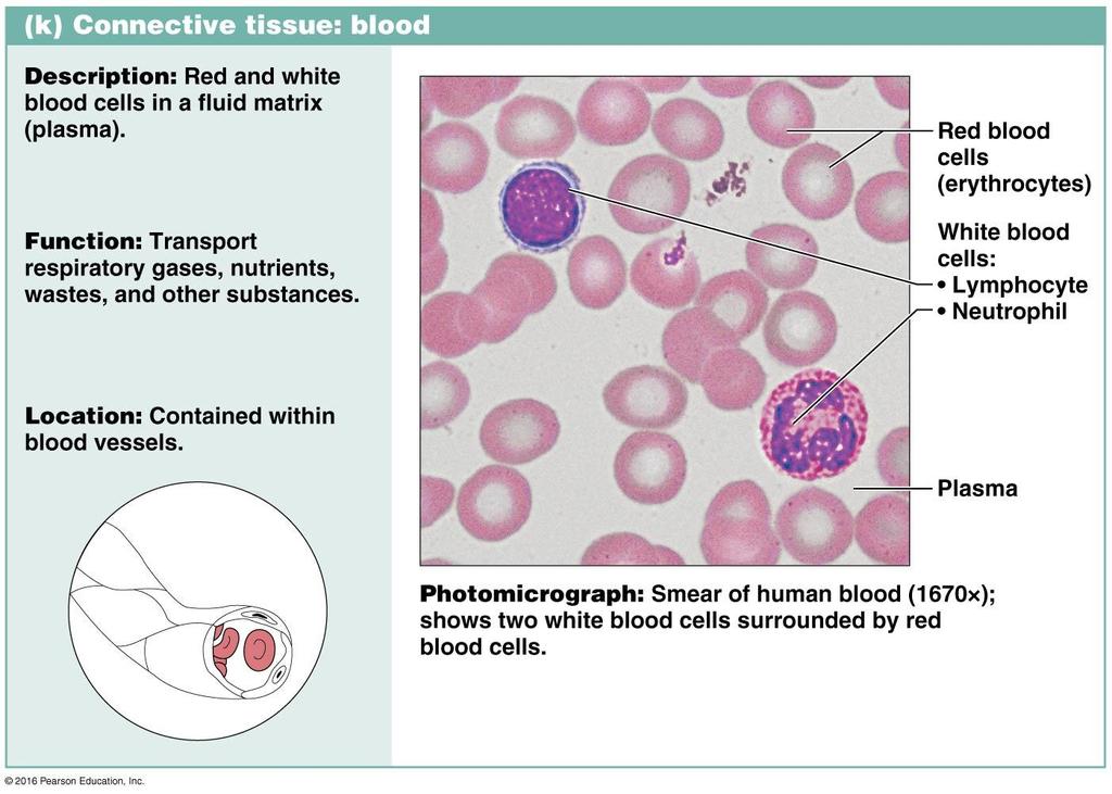 Blood Blood: most atypical connective tissue.