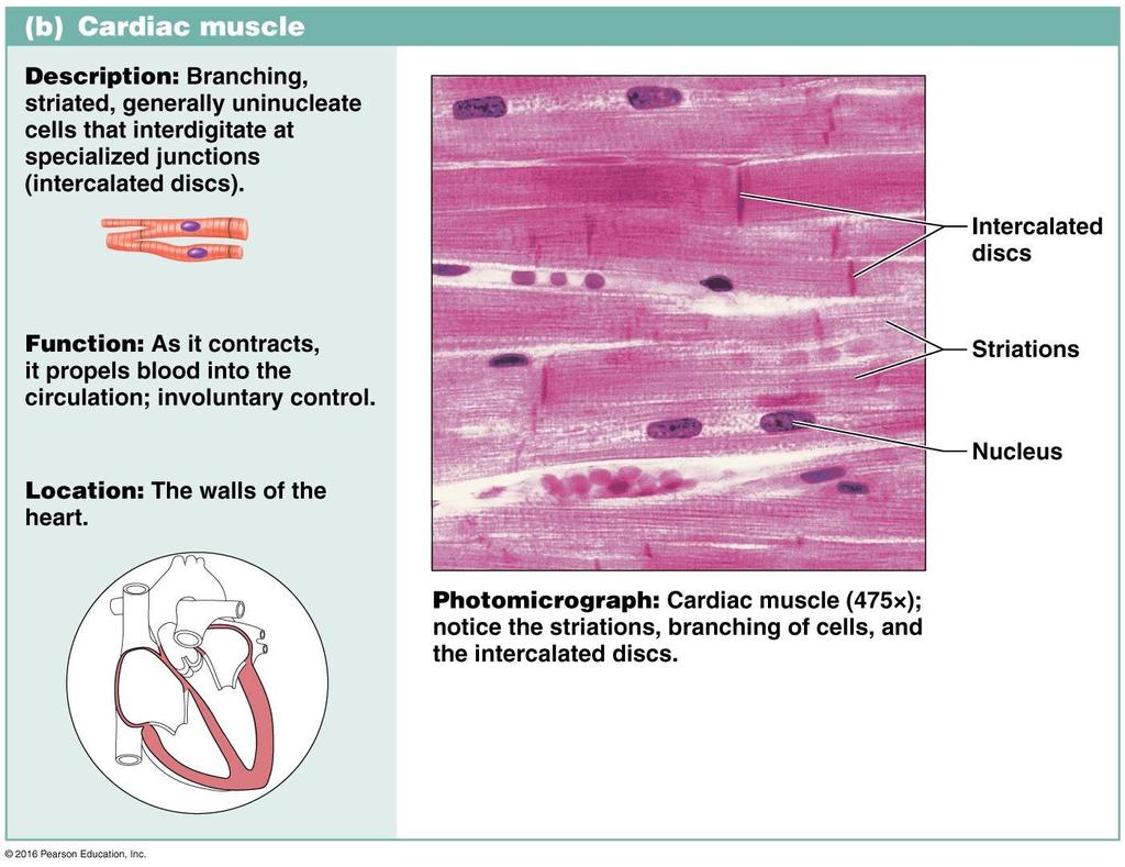 Cardiac Muscle mostly under involuntary control, uninucleated, cross-striated, form interconnected branching,