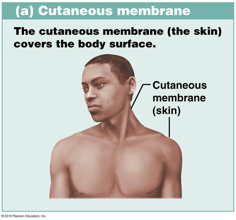 Mucous membranes: line