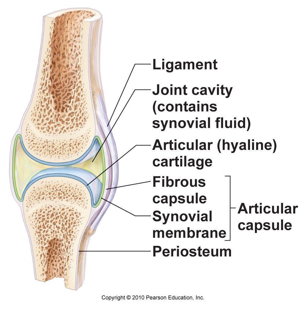 synovial membrane forms inner lining of joint cavities at the synovial joints (freely movable joints).