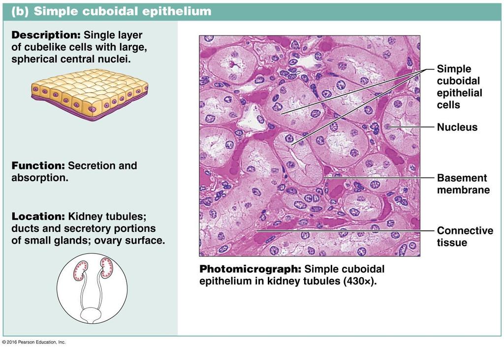 2. Simple cuboidal epithelium a single layer of cube shaped cells.