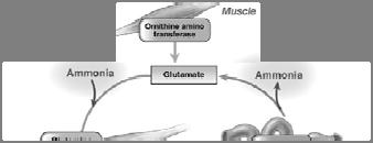 OCR 002 Uses Physiological Pathways to Eliminate Nitrogen ornithine