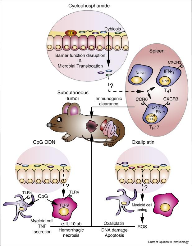 MICE GERM FREE OR ANTIBIOTIC TREATED MICE BEARING SUBCUTANEUS SYNGENIC TUMOURS DO NOT RESPOND TO CHEMOTHERAPIES (OXALIPLATIN AND CYCLOPHOSPHAMIDE) AS WELL AS THEIR MICROBIOTA SUFFICIENT COUNTERPARTS.