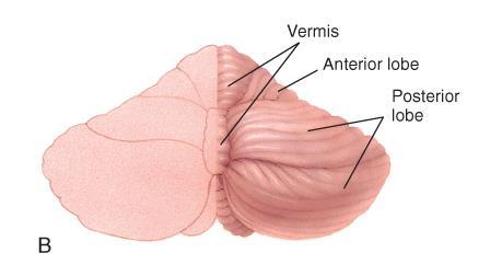 Lumbar Plexus Cerebellum consists of three lobes: