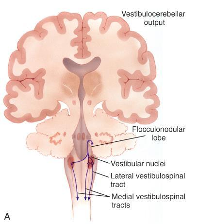 Vestibulocerebellar System Vestibular nuclei Visual input Flocculonodular lobe Lesions cause: