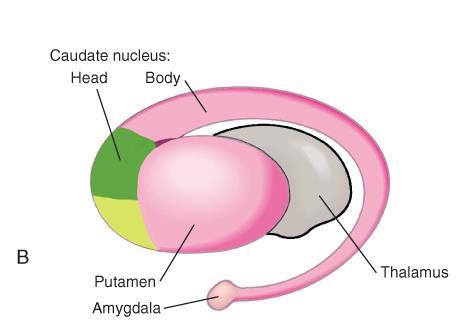 Basal Nuclei (Ganglia) Role: Predict the effects of various actions, then make and execute action plans.