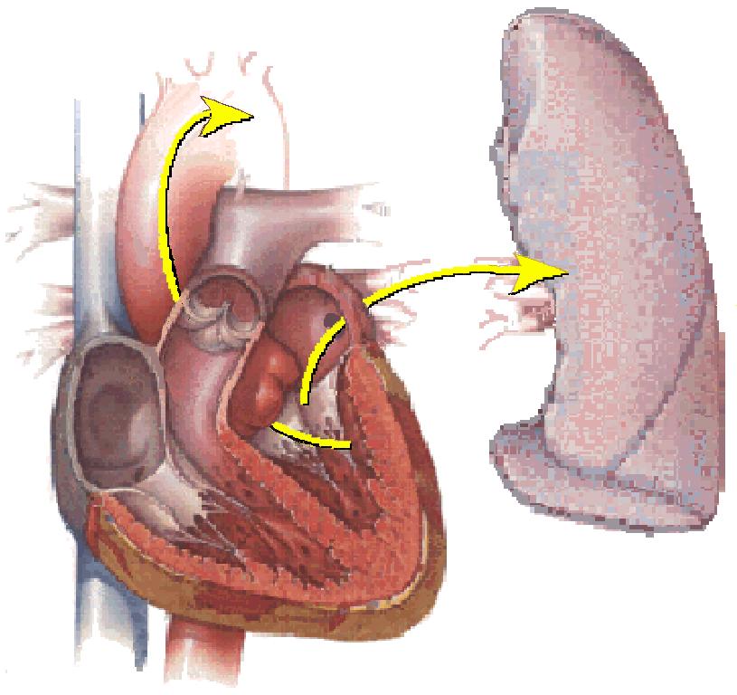 Peripheral Hypoperfusion CO SYMPTOMS OF HEART FAILURE Pulmonary