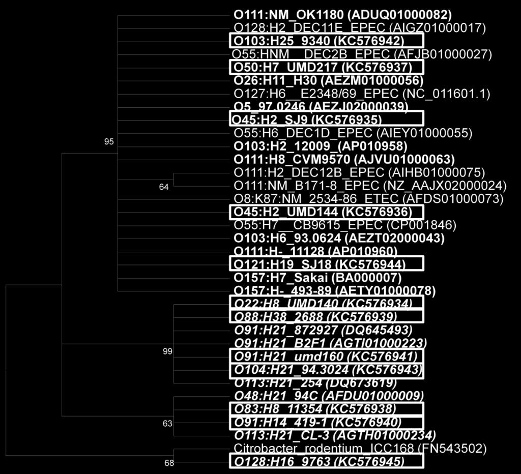 FIG III-4. Phylogenetic tree based on pagc sequences from 34 pathogenic E. coli strains.