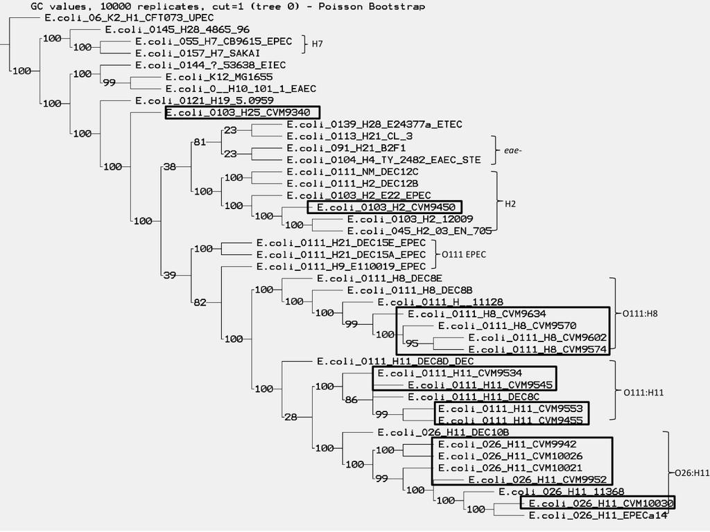 Figure IV-3. Parsimony phylogenetic tree of 43 E.