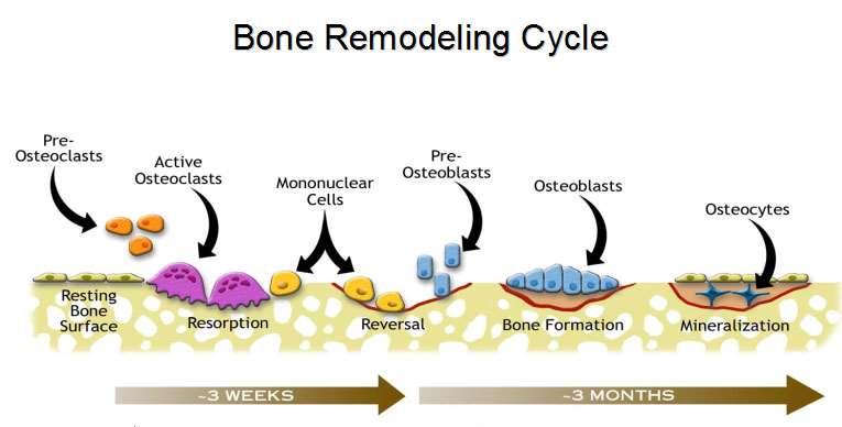Bone Cells Osteoclasts nibbles and breaks down bone Responsible for bone resorption In osteoporosis, rate of resorption exceeds rate of bone formation Bone Cell Mnemonics OsteoBlasts Baby Bone Cells