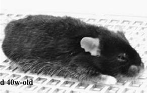 Preclinical: Mouse model of MPS I (null for IDUA enzyme) DISEASE DEFICIENT ENZYME STANDARD OF CARE Hurler Syndrome (MPS I) α L-iduronidase (IDUA) Aldurazyme enzyme replacement therapy (ERT)