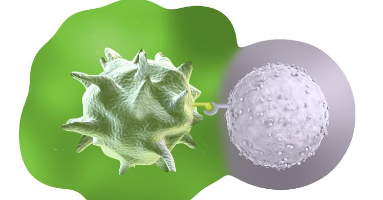 T cell Immuno-oncology therapies harness the immune