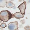 Only the PD-L1 IHC 28-8 pharmdx Control Slide is provided in the PD-L1 IHC 28-8 pharmdx kit. Positive control tissue slides and negative control tissue slides should be supplied by the laboratory.
