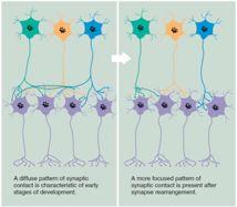 axon growth axon originates from cell body and is able to "find" targets throughout the brain growth cone chemoaffinity hypothesis - axons are guided by complex chemical signals 5.