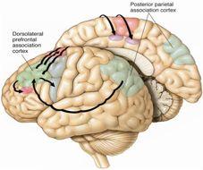 Role: which movement to make Input: Posterior parietal Output: Secondary motor areas DLPFC is involved in far more than motor control Responsible for higher cognitive functions: working