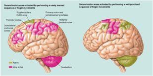 Cerebellum Role: Motor learning and fine coordination Input: Primary/secondary motor, sensory systems Output: Primary/secondary motor Receives a copy of the motor command, compares to desired output,