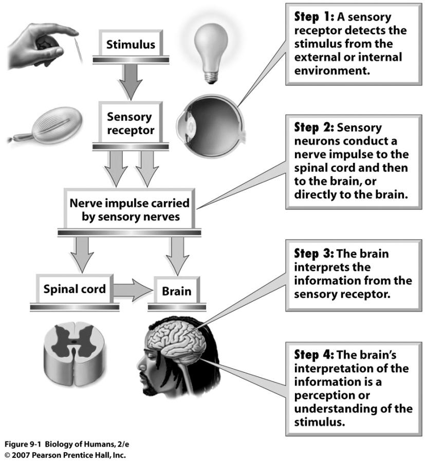 ) Steps of sensation and perception Sensory receptors Sensory receptors = structures that detect stimuli (changes) in conditions both inside and outside of body and send that info to CNS in the form