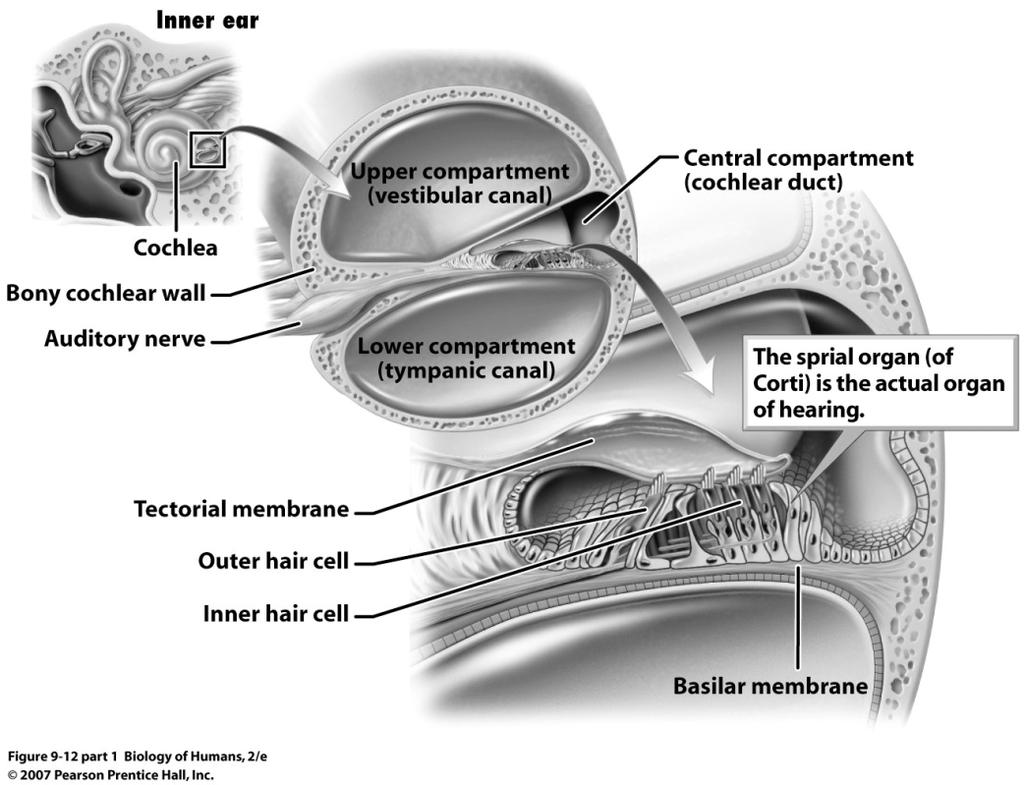 cochlea 4