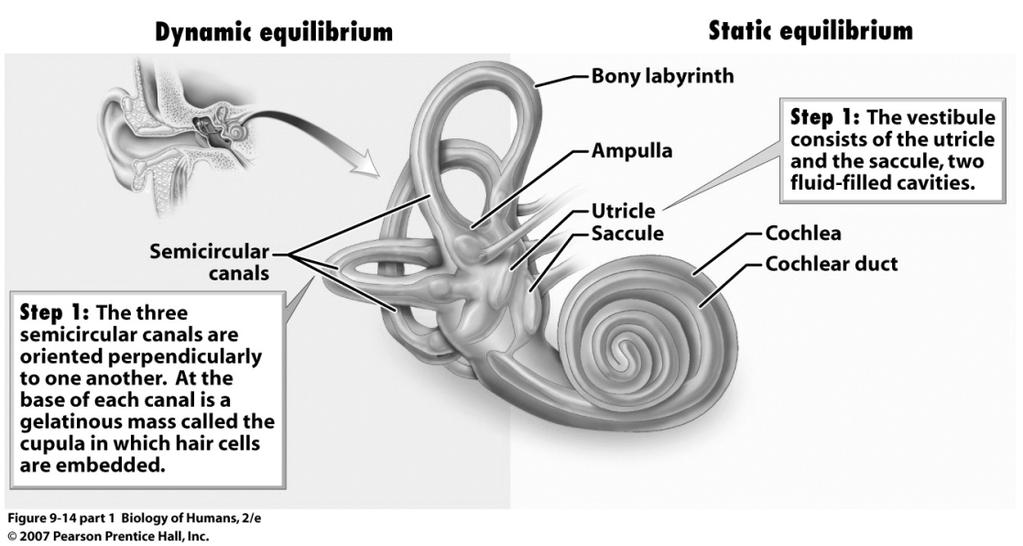 Dynamic equilibrium: semicircular