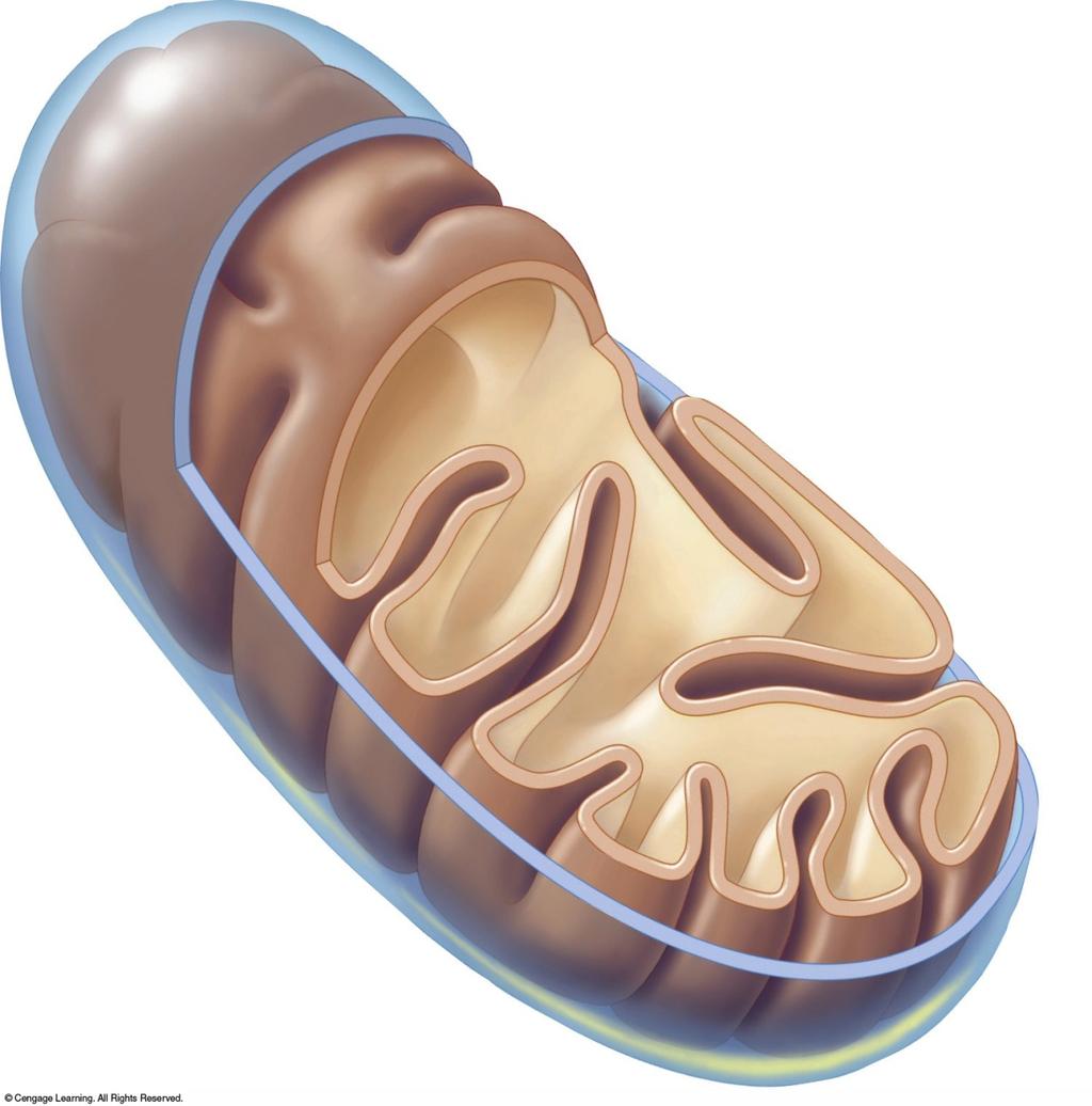 Mitochondria outer membrane inner membrane outer