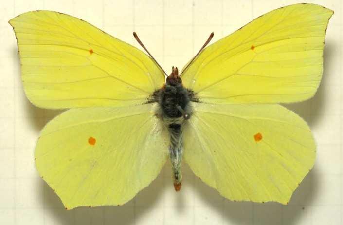 Tetrahydrobiopterin (BH 4 ) Brimstone butterfly Gowland