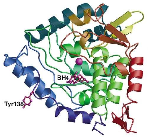 Phenylalanine hydroxylating system Blau,., F. J.