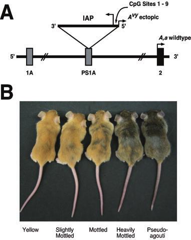 Figure 1 The viable yellow agouti (A vy ) mouse model.