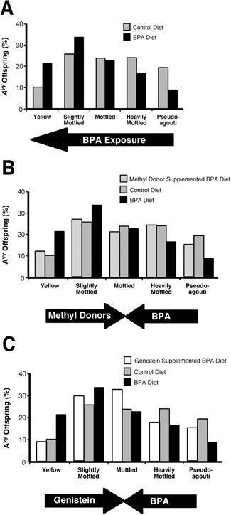 Figure 2 Offspring coat color distributions following maternal BPA exposure or maternal BPA exposure combined with nutritional supplementation.