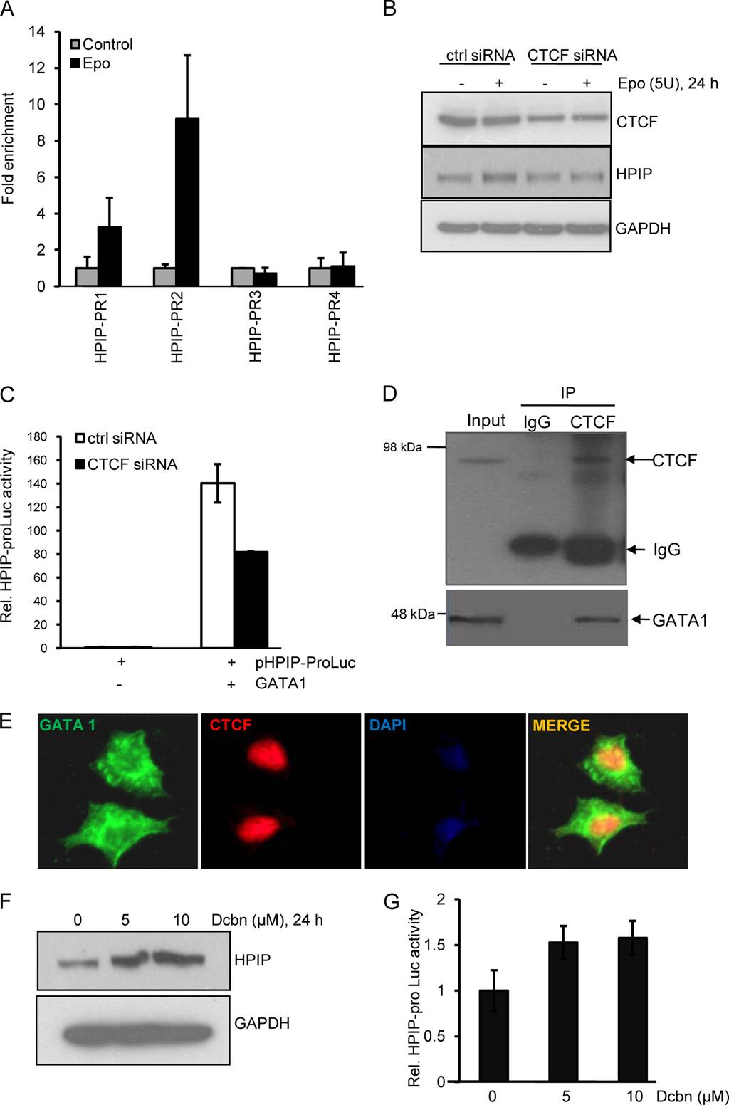 FIGURE 9. CTCF regulates HPIP expression in K562 cells. A, K562 cells were either treated or untreated with Epo (5 units/ml) for 4 h, and ChIP assay was performed using anti-ctcf antibody.