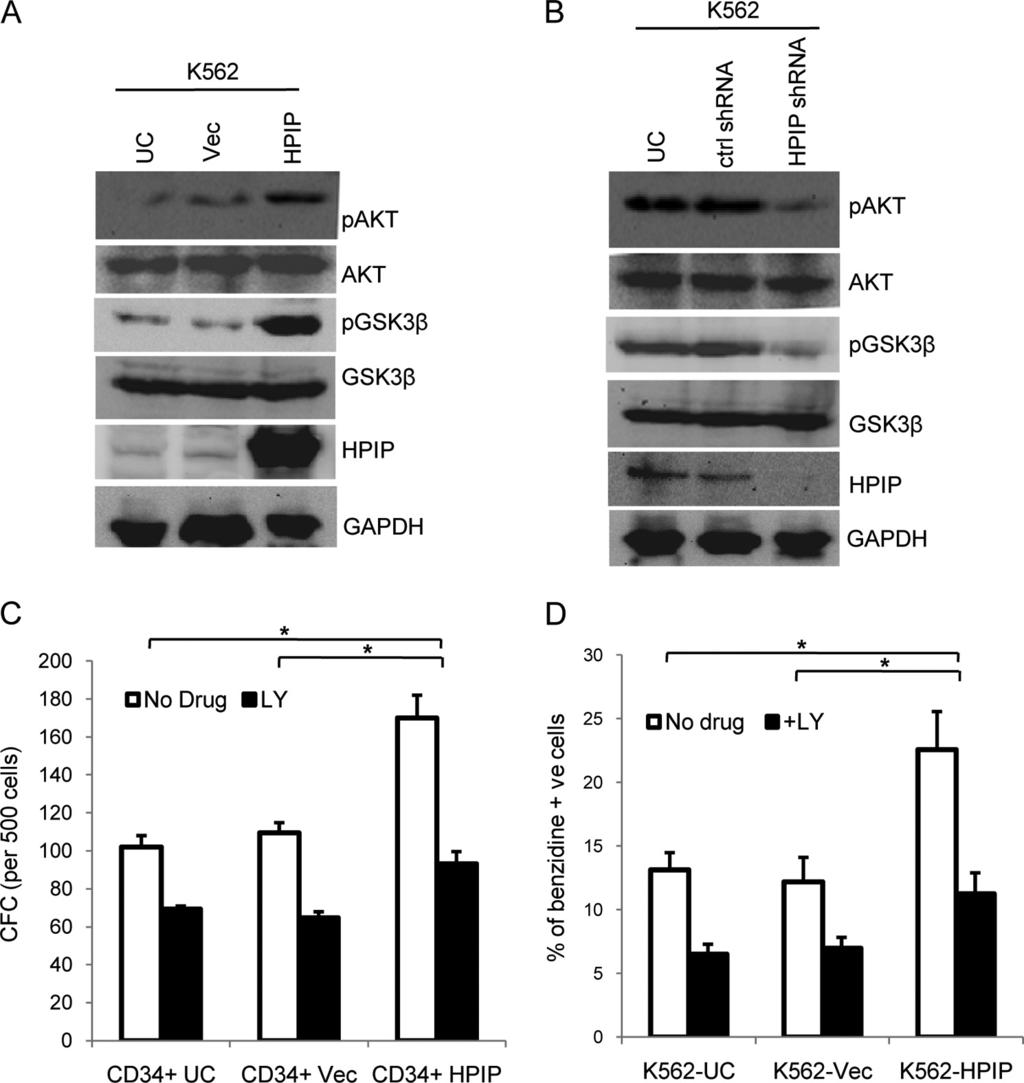 FIGURE 4. Effect of HPIP expression on phosphorylation of AKT and GSK3 in K562 cells.
