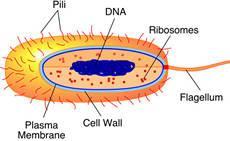 TYPES OF CELLS Organelles are small, specialized structures within cells Many, but not all are